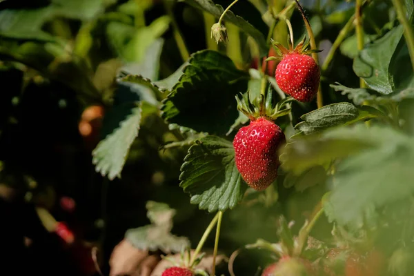 Mise Point Sélective Fraises Mûres Sur Buisson — Photo