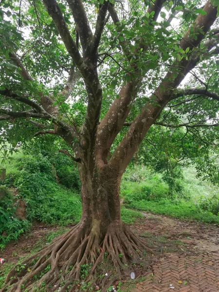 Plan Vertical Arbre Robuste Feuillu Entouré Une Végétation Riche — Photo