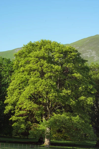 Вертикальный Снимок Растущего Дерева Холме Покрытом Зеленью — стоковое фото