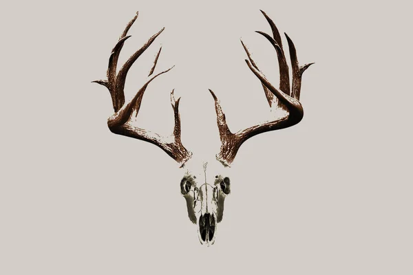 Silhouette Deer Head Antlers Isolated White Background — Stock Photo, Image
