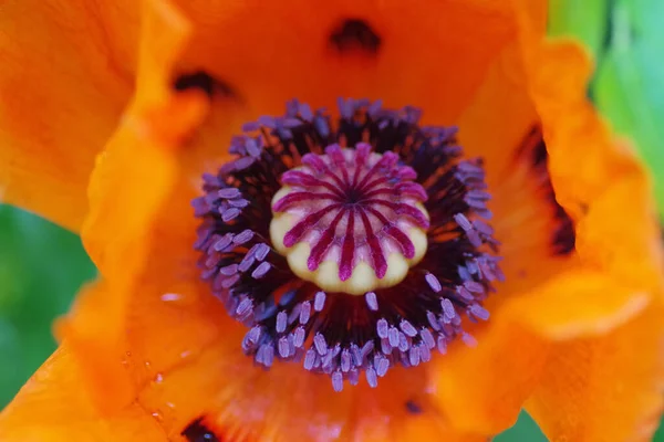 Tiro Macro Pistilo Uma Flor Papoula Laranja — Fotografia de Stock