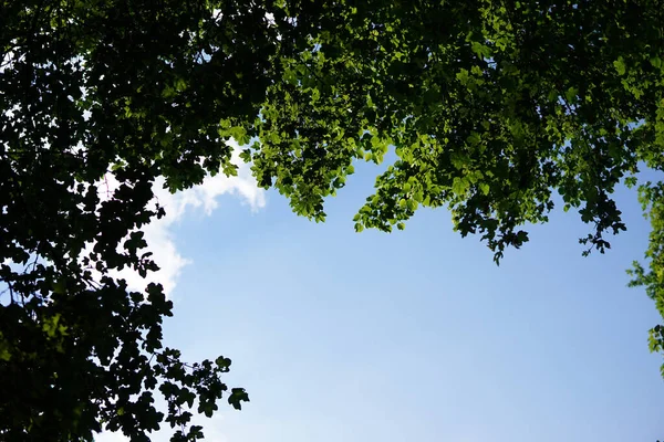 Ângulo Baixo Galhos Árvore Isolados Fundo Céu Azul — Fotografia de Stock