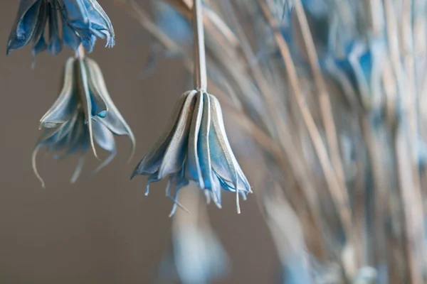 Bulanık Bir Arkaplanda Kurumuş Mavi Çiçeklerin Yakın Plan Çekimi — Stok fotoğraf