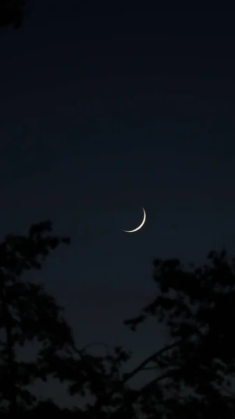 Les Arbres Lune Dans Ciel Nocturne — Photo