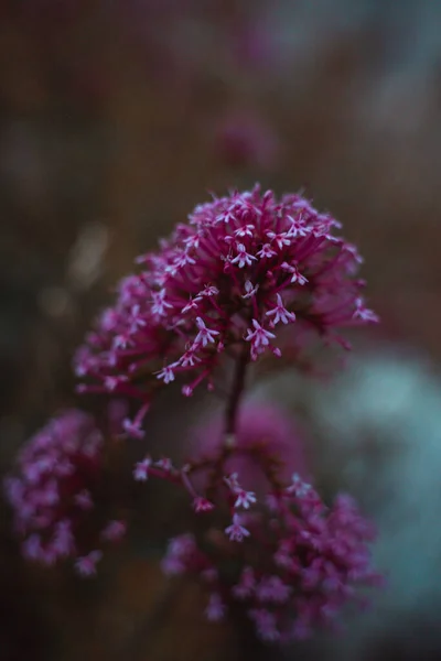 緑の中に赤いバレリアンの花を咲かせる垂直ショット — ストック写真