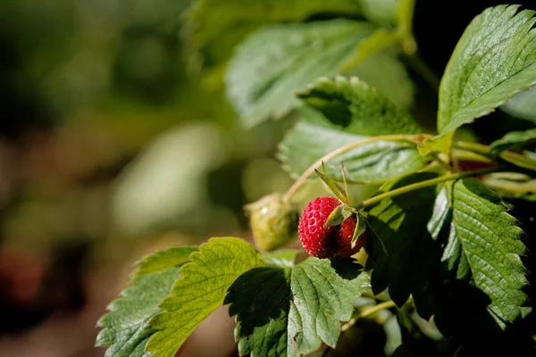 用成熟和未成熟的草莓在灌木丛中选择性地集中拍摄 — 图库照片