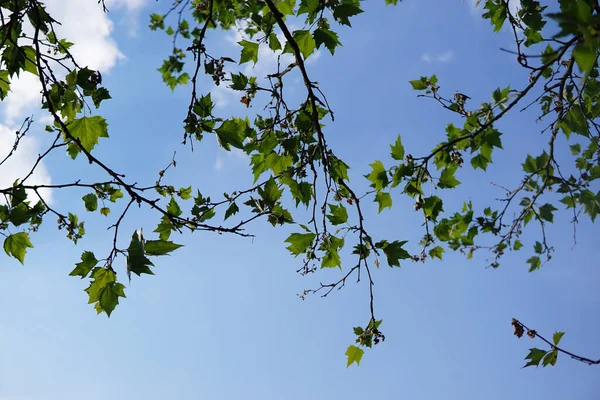 Nízký Úhel Větví Stromů Izolovaných Pozadí Modré Oblohy — Stock fotografie