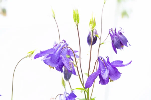 Close Flores Roxas Columbine Fundo Branco — Fotografia de Stock