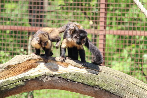 Eine Nahaufnahme Von Getufteten Oder Braunen Kapuzinern Sapajus Apella Auf — Stockfoto