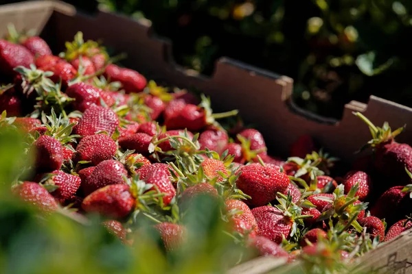 Selective Focus Shot Freshly Harvested Strawberries Box — Stock Photo, Image