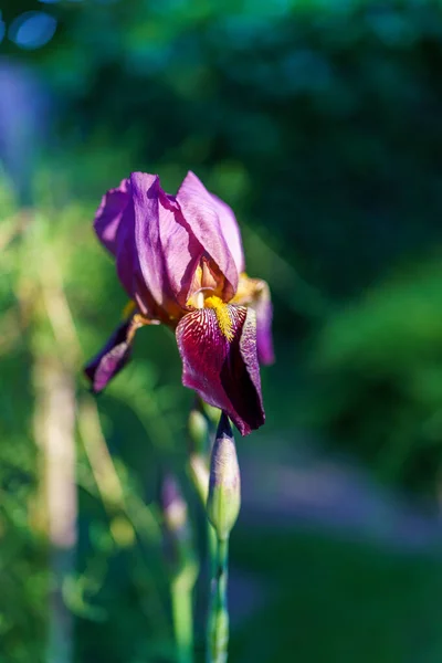 Vertical Shot Withering Violet Iris Flower Head Park — Stock Photo, Image