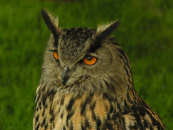 Head and shoulders view of an eagle owl, or horned owl, or bubo seen against a blurred, or bokeh, background of green grass.