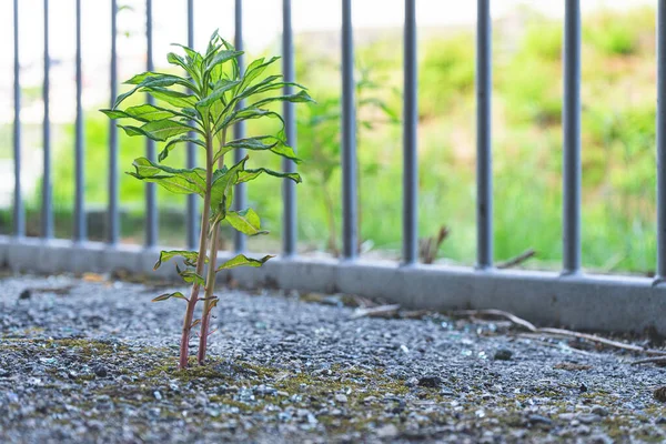 Foco Seletivo Atingiu Uma Planta Crescimento Com Uma Cerca Fundo — Fotografia de Stock