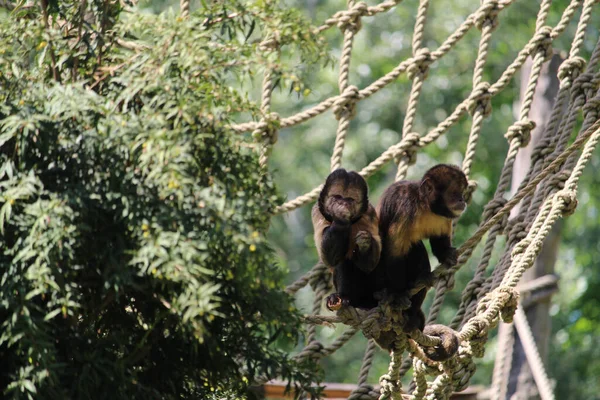 Närbild Två Tuftade Capuchins Eller Bruna Capuchins Sapajus Apella Repet — Stockfoto