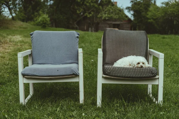 Tiro Close Cão Peludo Deitado Uma Cadeira Confortável Gramado — Fotografia de Stock