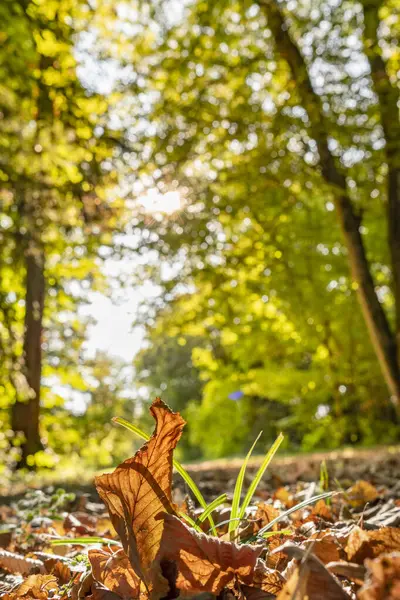 Barevná Stromová Ulička Parku Slunečného Dne Listím Zemi — Stock fotografie