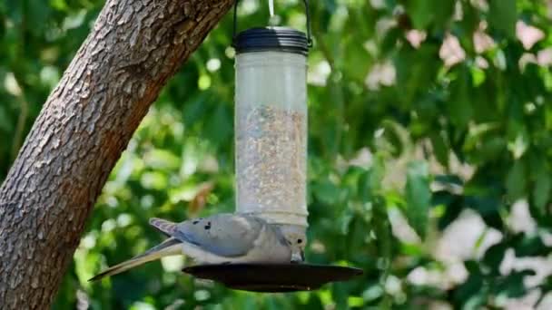 Avrasyalı Bir Güvercinin Daki Bir Besleyiciden Yemek Yerken Çekilmiş Yakın — Stok video