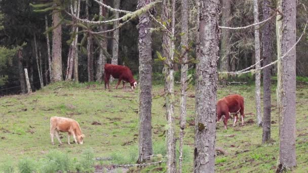 Une Vue Panoramique Vaches Brunes Mangeant Herbe Sur Terrain — Video