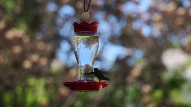 Plan Rapproché Colibri Buvant Eau Une Mangeoire — Video