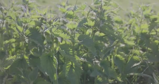 Die Brennnesseln Wiegen Sich Wind Auf Der Grünen Wiese — Stockvideo