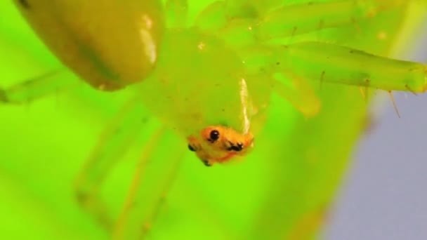 Eine Makros Aufnahme Einer Spinne Auf Einem Grünen Blatt — Stockvideo