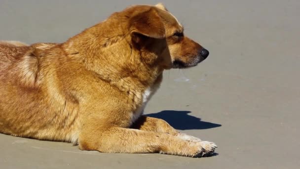 Primer Plano Perro Marrón Acostado Playa Bajo Luz Del Sol — Vídeos de Stock