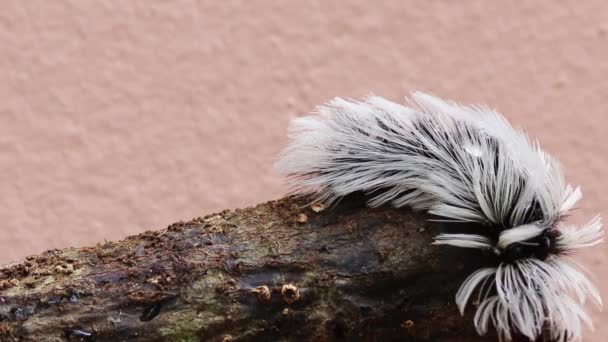 Nahaufnahme Einer Haarigen Raupe Die Auf Einem Holzstamm Läuft — Stockvideo