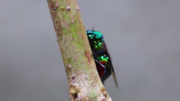 Tiro Close Mosca Verde Galho Árvore — Vídeo de Stock