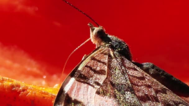 Una Macro Toma Mariposa Polinizando Flor Sobre Fondo Rojo — Vídeos de Stock