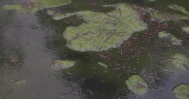 Metraje Gotas Lluvia Lago Musgoso Bosque — Vídeos de Stock