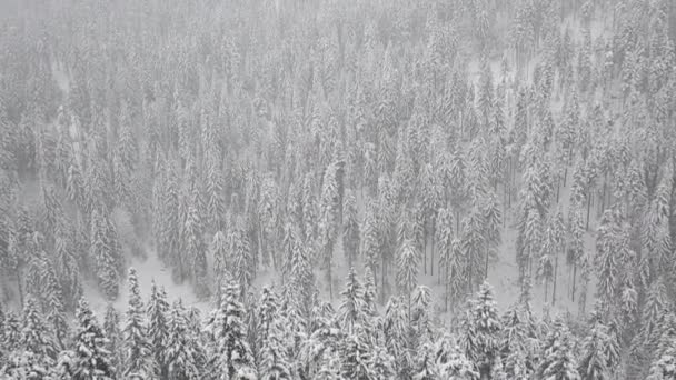Una Vista Agghiacciante Abeti Innevati Una Foresta Invernale — Video Stock