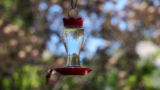 Nahaufnahme Eines Kolibris Der Wasser Aus Einem Futterhäuschen Trinkt — Stockvideo