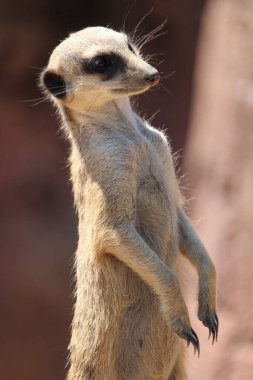 A portrait of a funny mongoose in the blurred background clipart