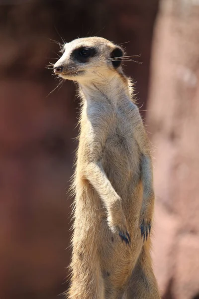 Closeup Funny Meerkat Pointed Snout — Stock Photo, Image