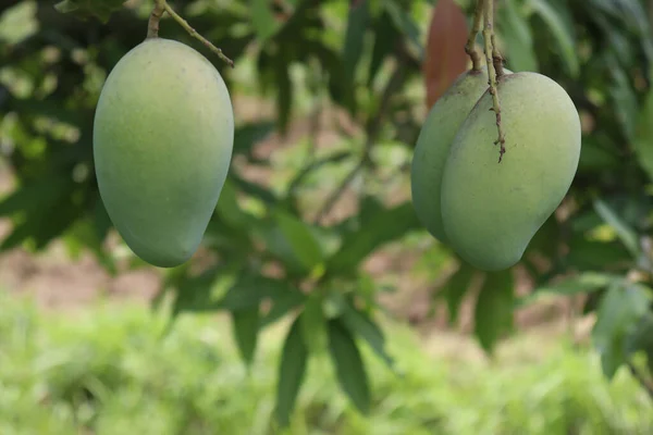 Closeup Shot Fresh Raw Green Mangoes Tree Organic Farm Harvesting — Stock Photo, Image