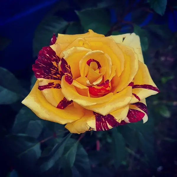 Eine Nahaufnahme Der Blühenden Gelben Und Roten Rosenknospe — Stockfoto