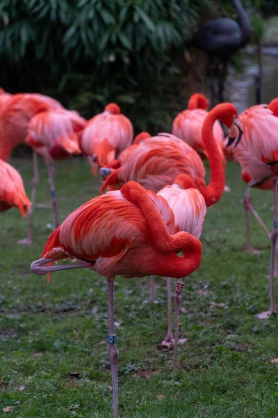 Enfoque Selectivo Hermosos Flamencos Lado Río —  Fotos de Stock