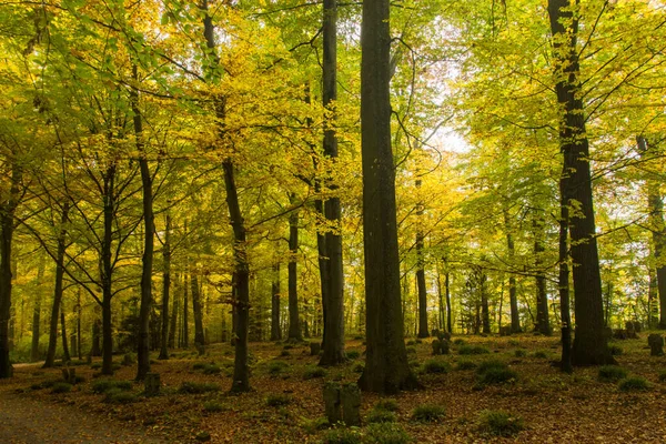 Beau Paysage Forestier Avec Des Feuilles Jaunes Sur Les Arbres — Photo