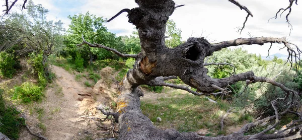 Vue Panoramique Une Branche Arbre Avec Saleté Des Buissons Arrière — Photo