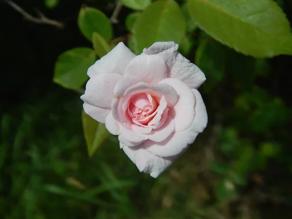 Снимок Белой Розы Выращенной Саду — стоковое фото
