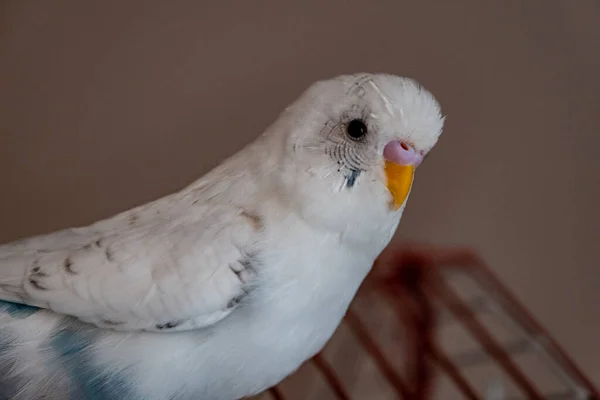 Primer Plano Adorable Loro Blanco Ondulado Con Una Mirada Atenta —  Fotos de Stock