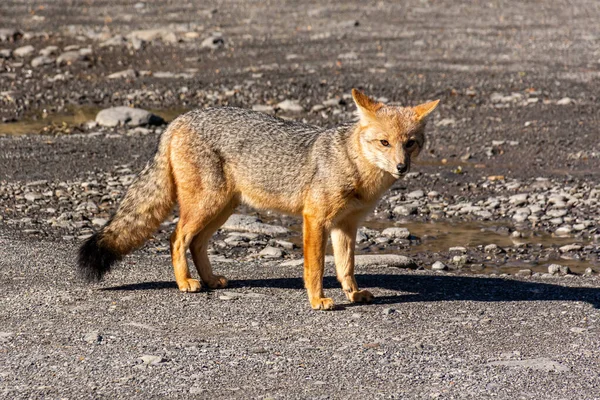 Una Hermosa Zorrita Gris Saliendo Del Bosque Bariloche Argentina — Foto de Stock