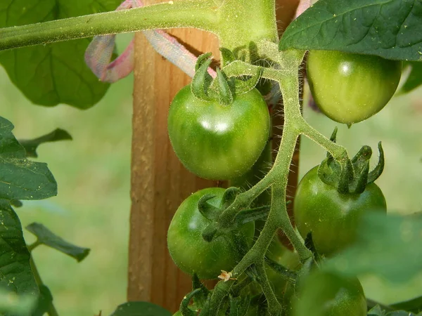 Zielony Pomidor Roślina Dojrzewa Ogrodzie — Zdjęcie stockowe