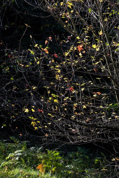 Чарівний Знімок Осіннього Дерева Залишає Текстурний Фон Текстура Листя Фону — стокове фото