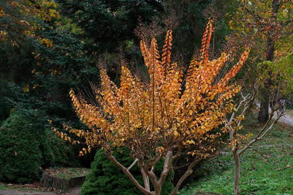 Ein Malerischer Blick Auf Einen Orangefarbenen Herbstbaum Freien — Stockfoto