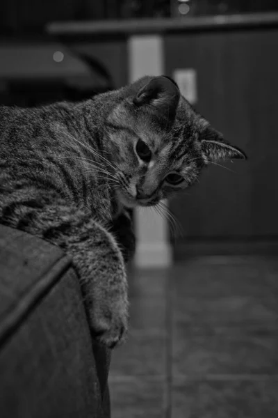 Black White Shot Cat Sof — Stock Photo, Image