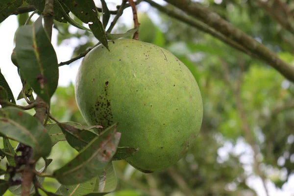 Zbliżenie Ujęcie Świeżego Surowego Zielonego Mango Drzewie Organicznej Farmie Dla — Zdjęcie stockowe