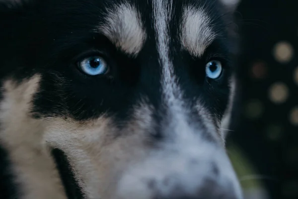 Primer Plano Cara Husky Siberiano — Foto de Stock