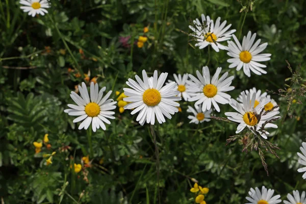 Eine Schöne Aufnahme Einer Gruppe Weißer Gänseblümchen Auf Der Wiese — Stockfoto