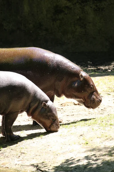 Een Close Van Twee Nijlpaarden Dwalend Langs Rivier — Stockfoto